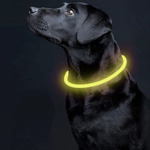 Obroża świecąca LED- regulowana Purlov 24200 Purlov