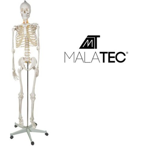 Szkielet człowieka- 170cm Malatec 22583 Malatec